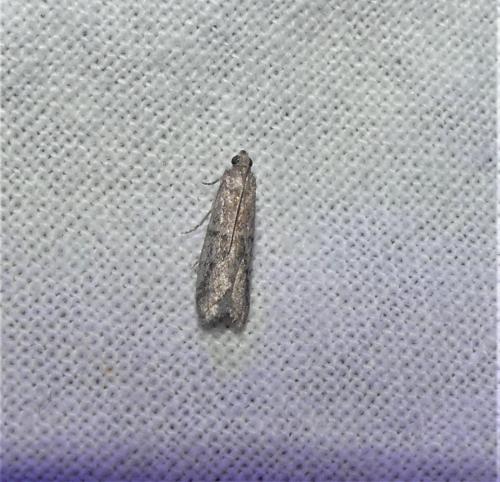 Réf. 336 725 : Ephestia sp.