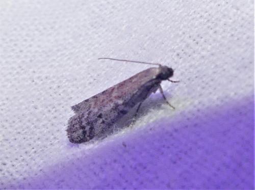 Réf. 336 727 : Ephestia sp.