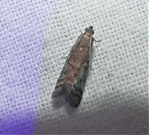 Réf. 336 728 : Ephestia sp.