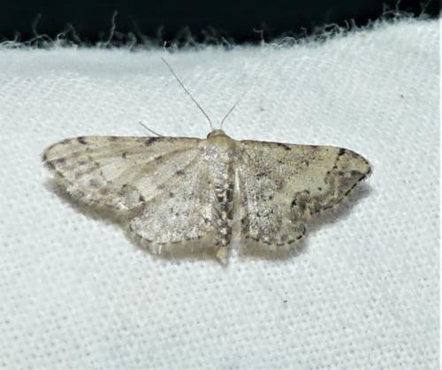 Réf. 336 691 : Idaea efflorata