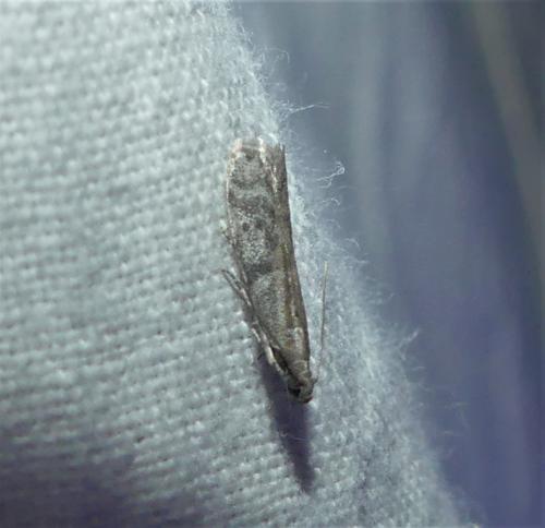 Ephestia sp.