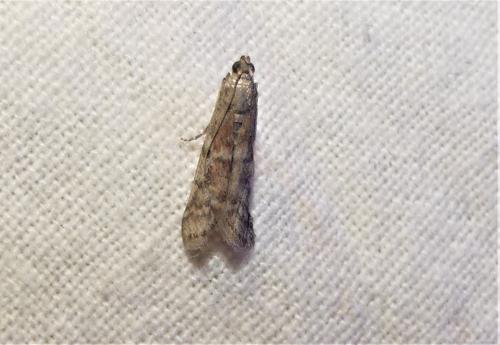 Ephestia sp.