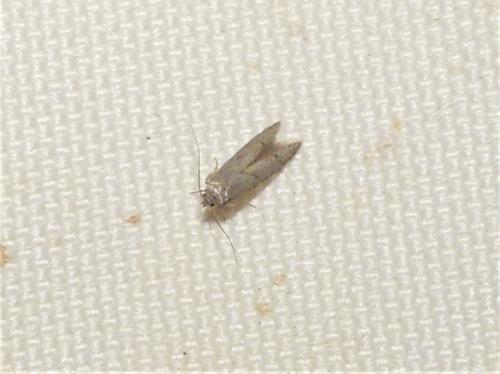 Blastobasis sp.