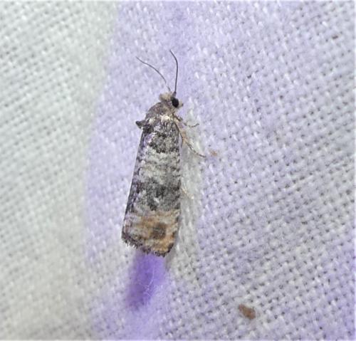 Piniphila bifasciana