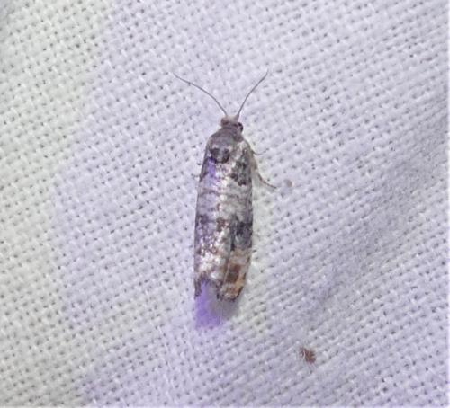 Piniphila bifasciana