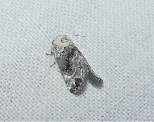 Réf. 336 693 : Eublemma scitula