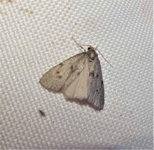 Réf. 336 841 : Apaidia rufeola