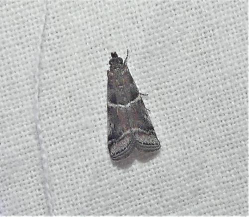 Réf. 336 842 : Alophia combustella