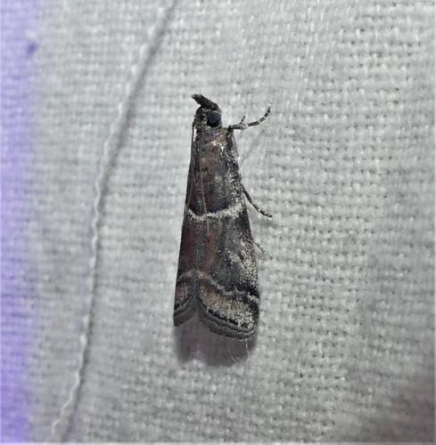 Alophia combustella