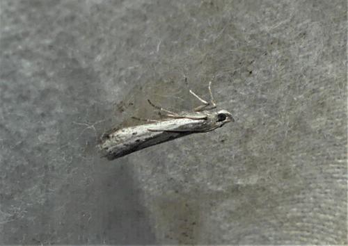 Réf. 336 877 : Phycitodes sp.