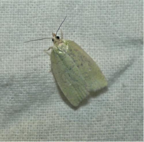 Réf. 336 999 : Tortrix viridana