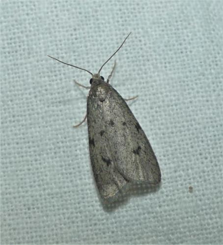 Apaidia rufeola