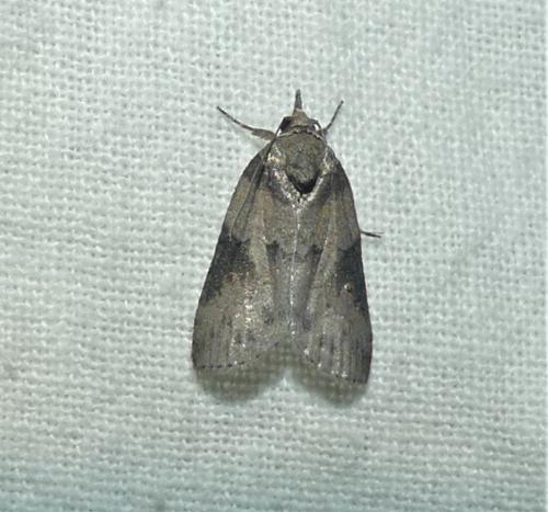 Réf. 336 997 : Nycteola sp.