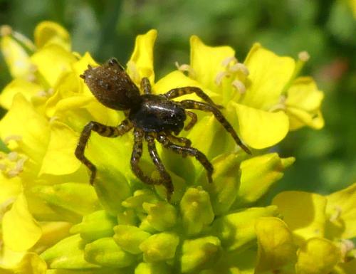 Arctosa leopardus