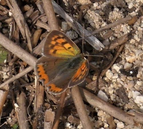Lycaena phlaeas