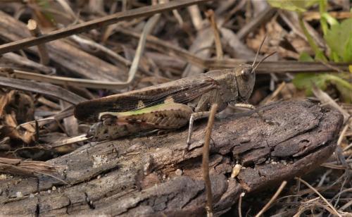 Réf. 336 116 : Aiolopus strepens