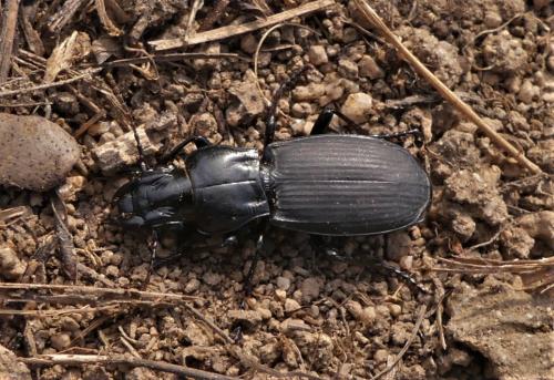 Percus corsicus