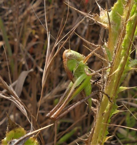 Réf. 336 195 : Platycleis sp.
