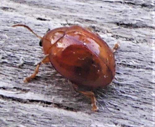 Réf. 336 270 : Argopus brevis