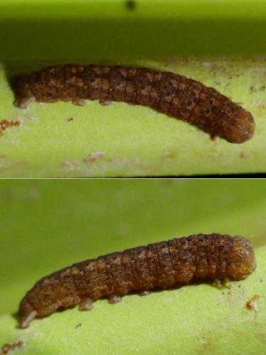 Réf. 336 926 : Trigonophora flammea