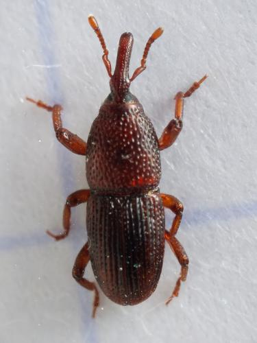 Réf. 336 805 : Sitophilus granarius