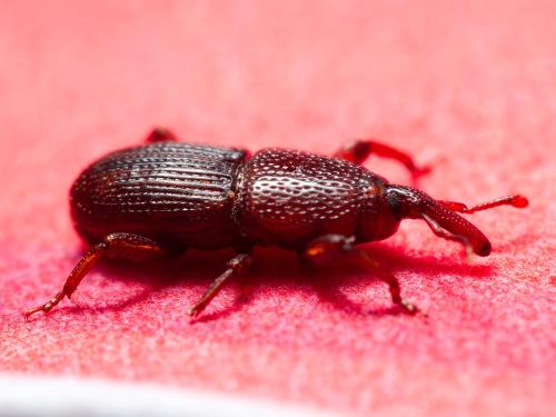Sitophilus granarius