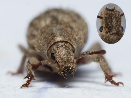 Réf. 336 789 : Trachyphloeus scabriculus