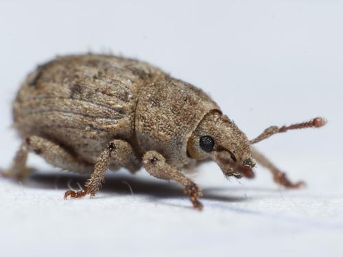 Réf. 336 483 : Trachyphloeus scabriculus