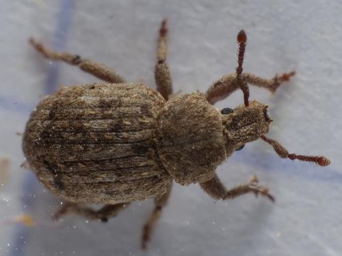 Réf. 336 482 : Trachyphloeus scabriculus