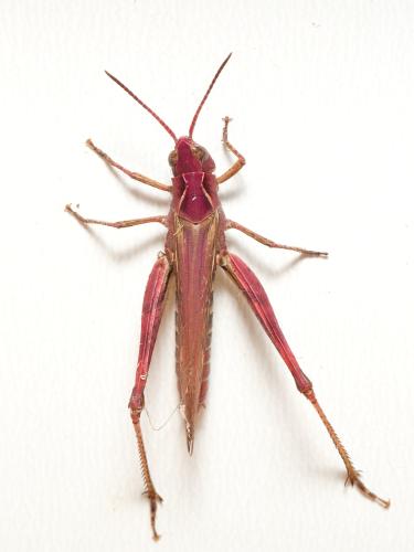 Chorthippus brunneus brunneus