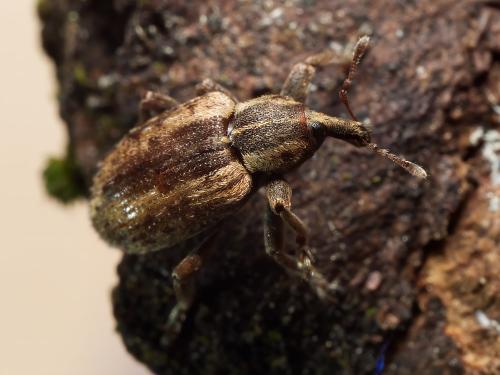 Réf. 336 547 : Hypera postica