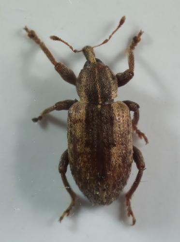 Réf. 336 548 : Hypera postica