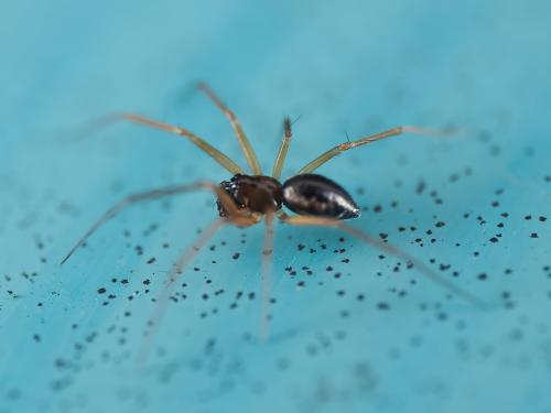 Tenuiphantes tenuis