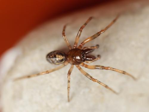 Réf. 336 825 : Enoplognatha mandibularis