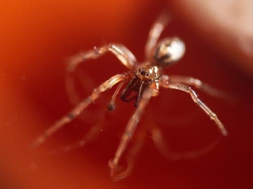 Enoplognatha mandibularis