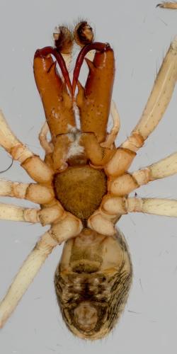Enoplognatha mandibularis