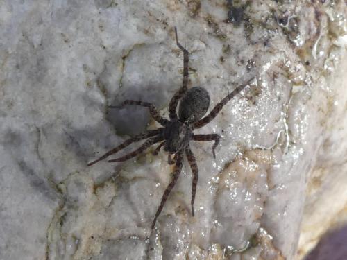 Pardosa sp.