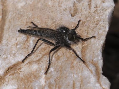 Machimus cyanopus