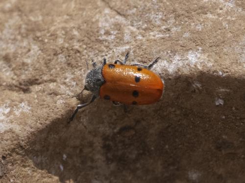 Lachnaia pubescens