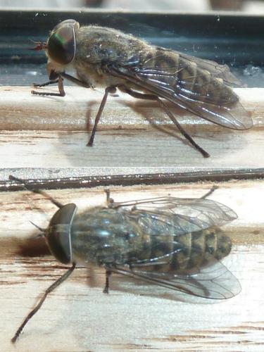 Réf. 336 627 : Tabanus bromius