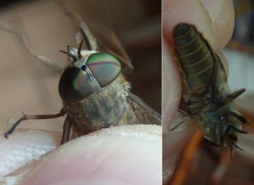 Réf. 336 628 : Tabanus bromius