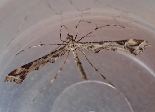 Amblyptilia acanthadactyla