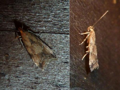 Brachmia blandella