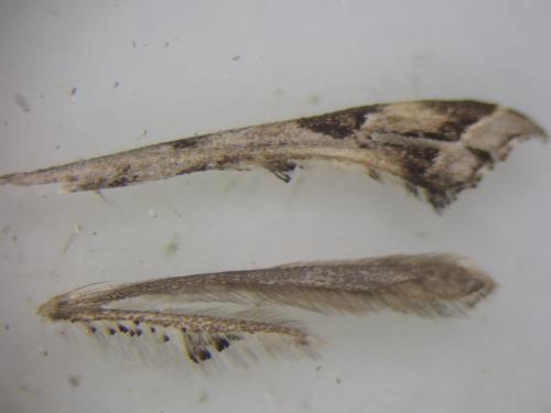 Amblyptilia acanthadactyla