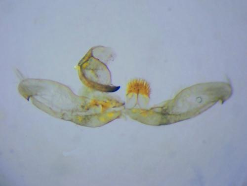 Amblyptilia acanthadactyla