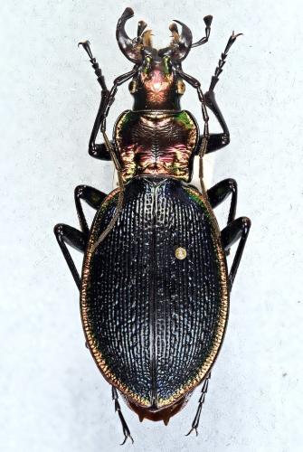 Réf. 336 984 : Carabus arcadicus