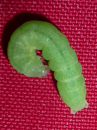 Réf. 336 782 : Trigonophora flammea