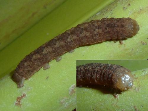 Réf. 336 927 : Trigonophora flammea