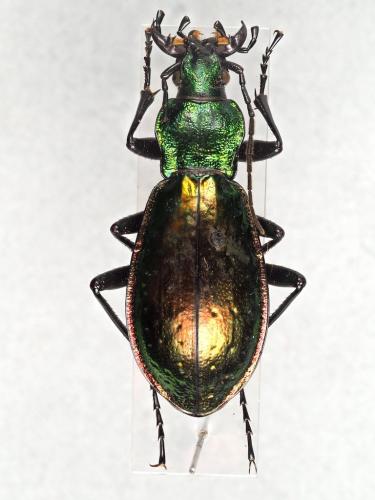 Carabus sp.
