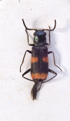 Réf. 336 945 : Anthocomus fasciatus